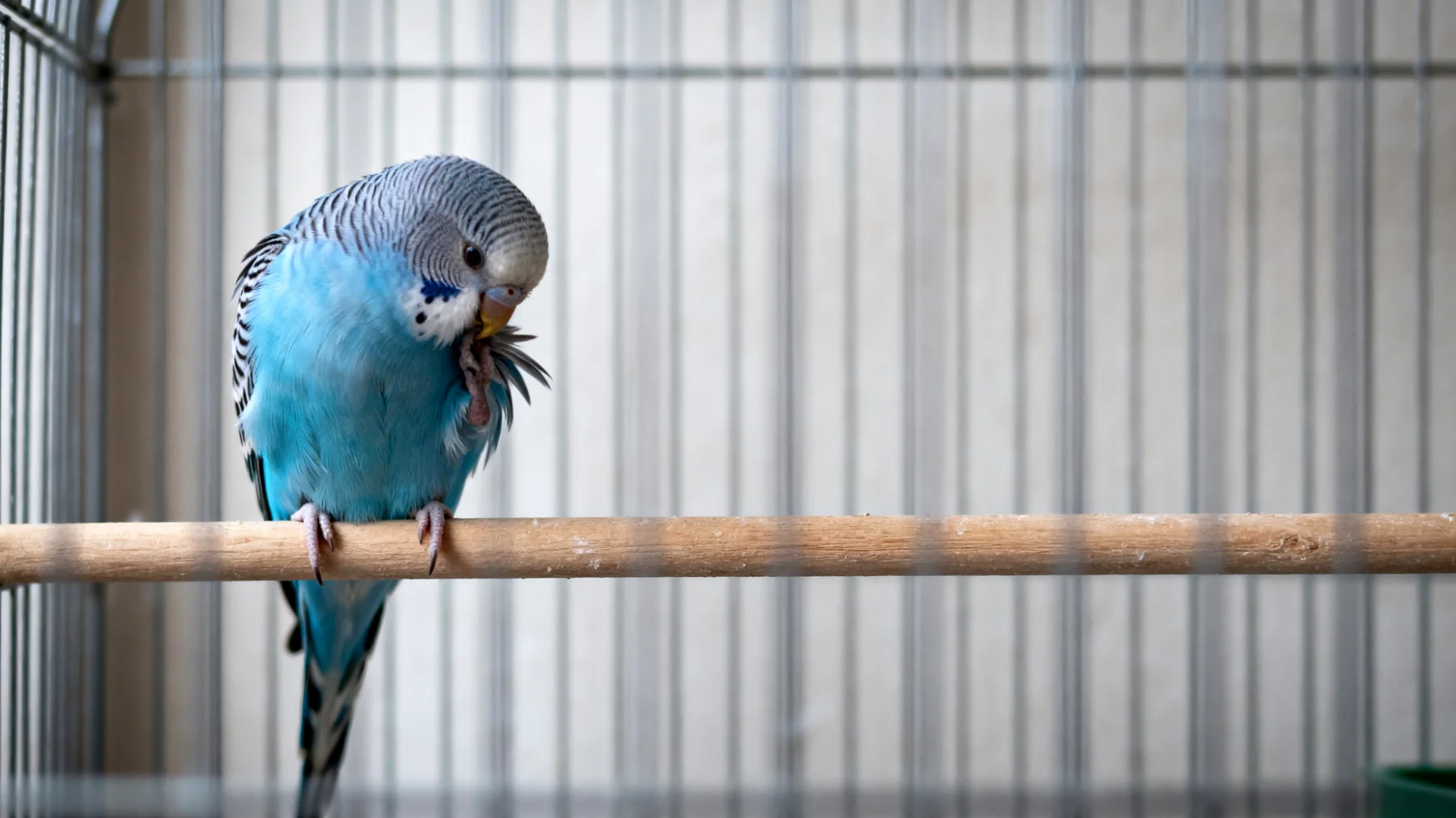 Erwachsene Wellensittiche zeigen häufig Stresssymptome wie übermäßiges Federputzen, Schreien oder Apathie, wenn sie keine ausreichende mentale Stimulation und Entspannungsmöglichkeiten in ihrer Umgebung haben"